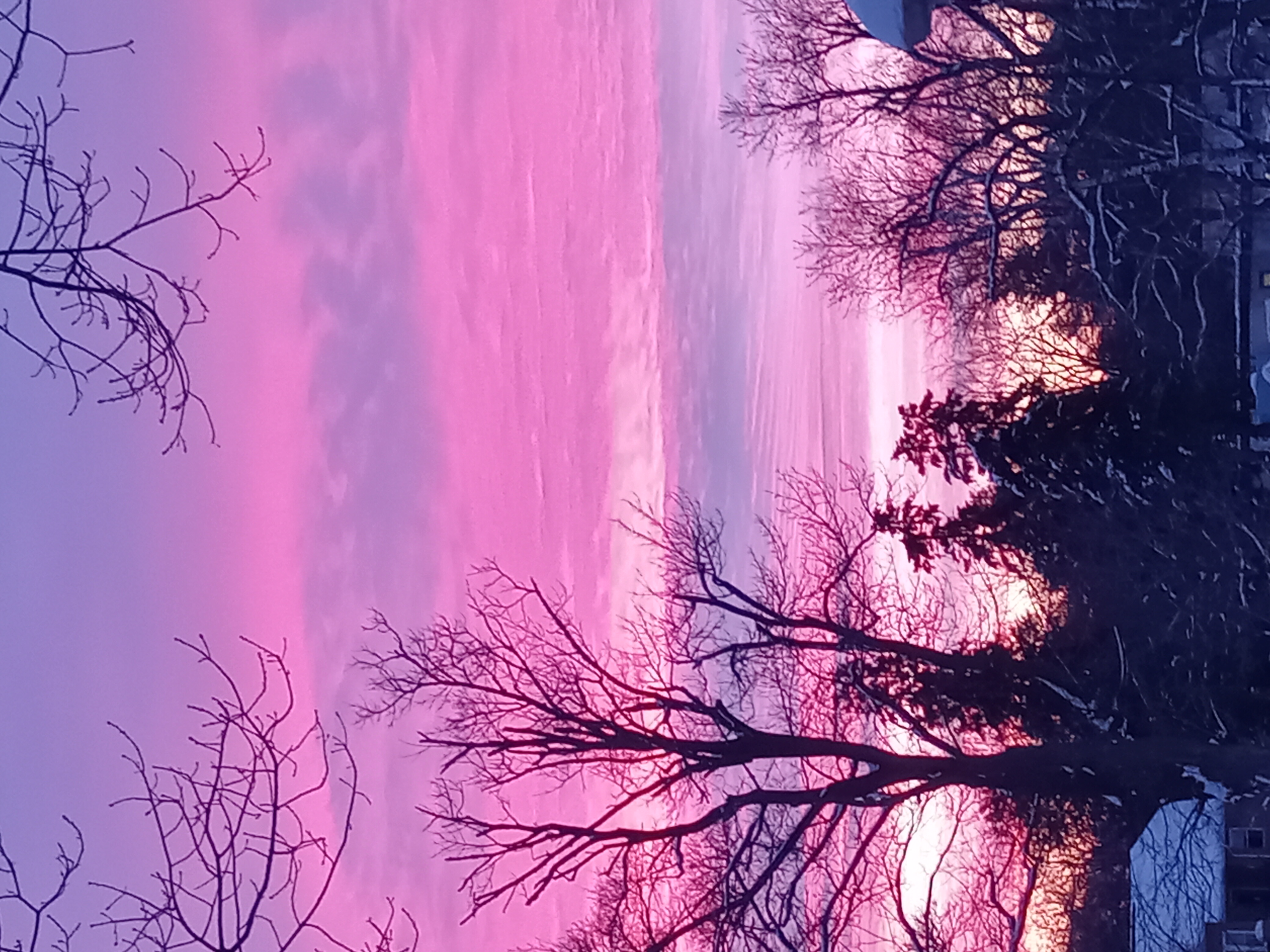 Photo of trees in front of sunset