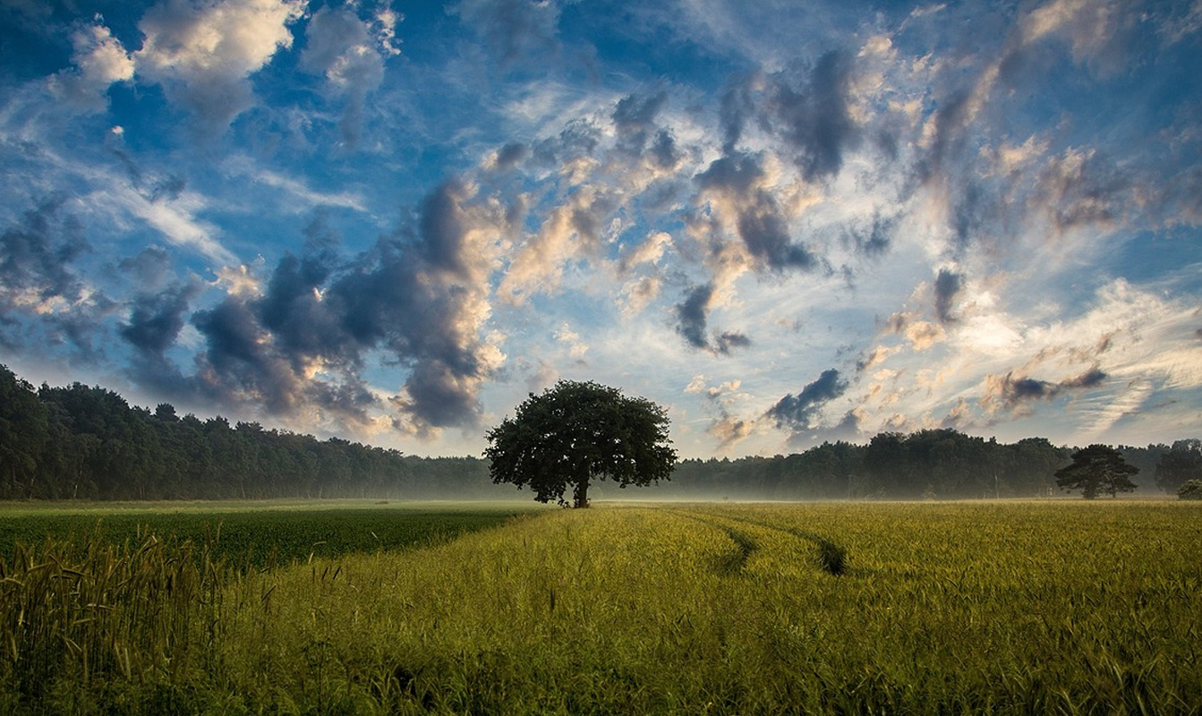 Tree in a green field with clouds