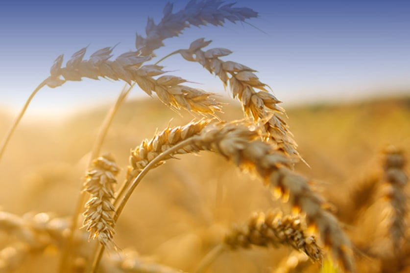 World Day of the Poor