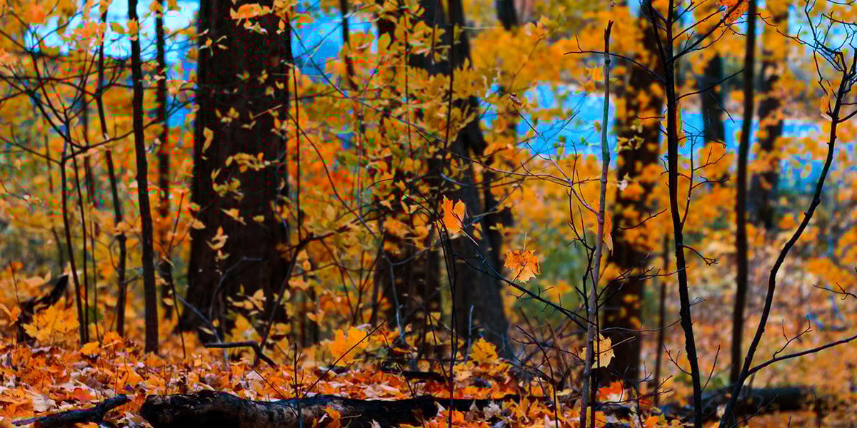 Trees in autumn