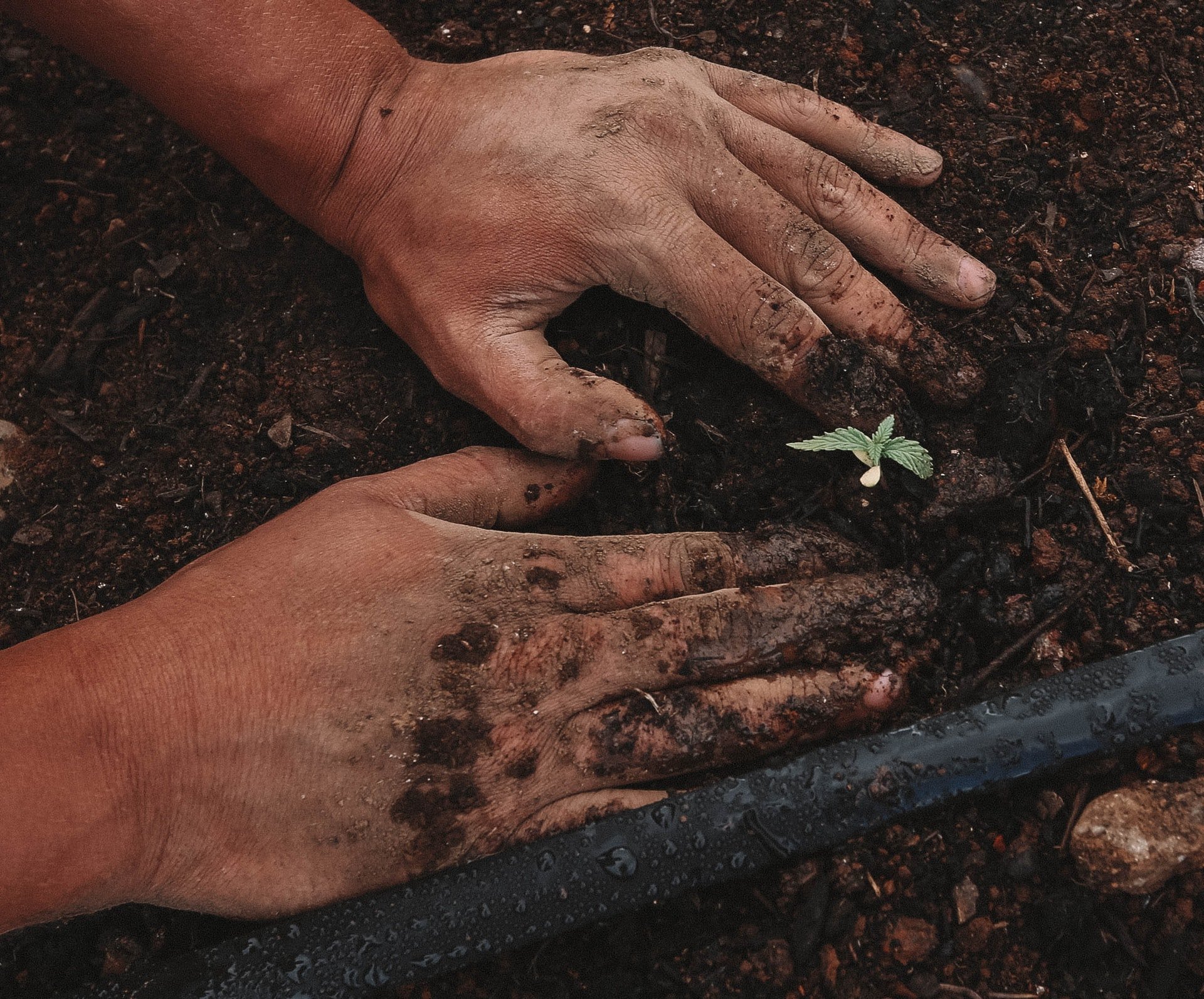 A man's hands seen planting in fresh soil