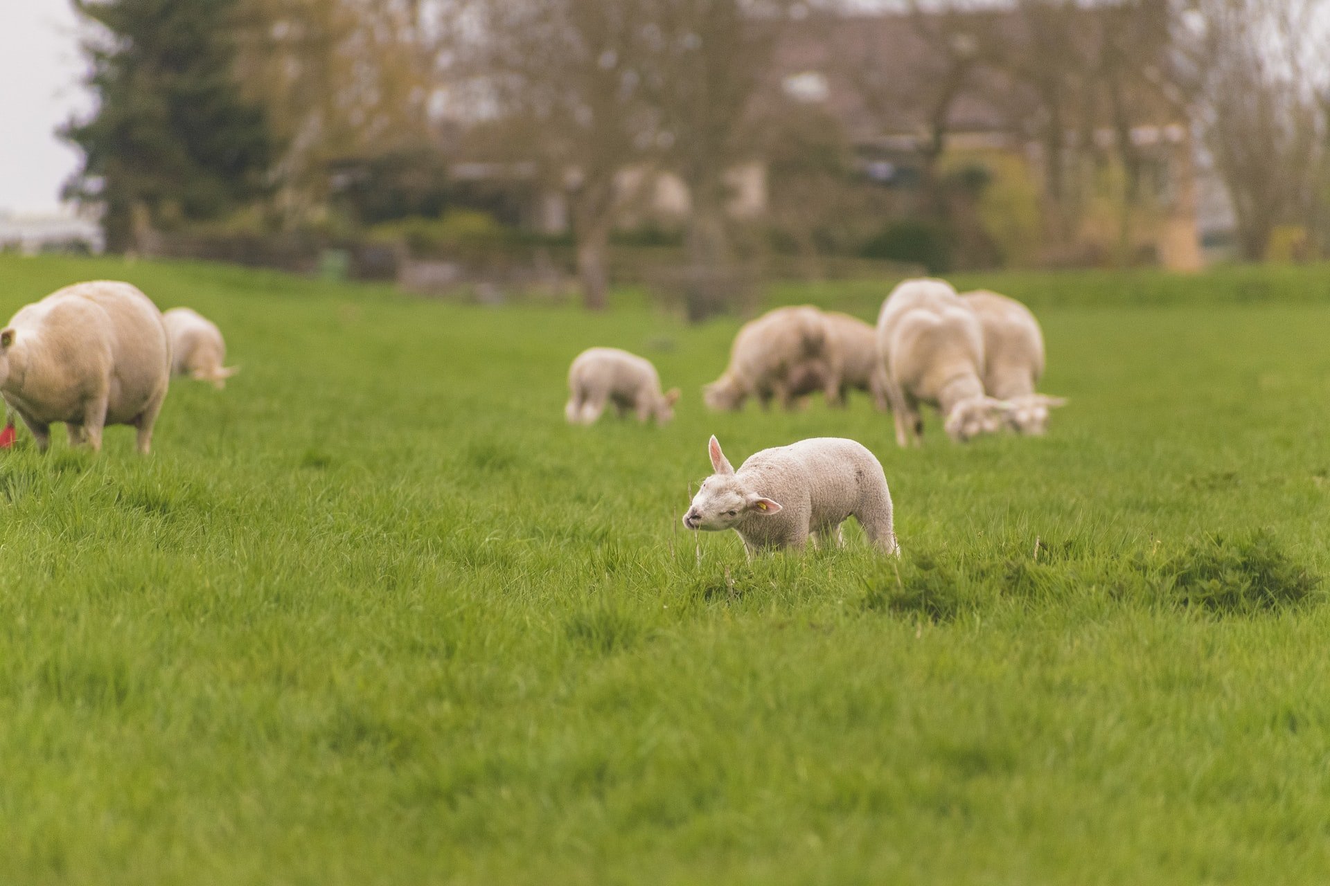 Sheep eat the grass in a beautiful green pasture