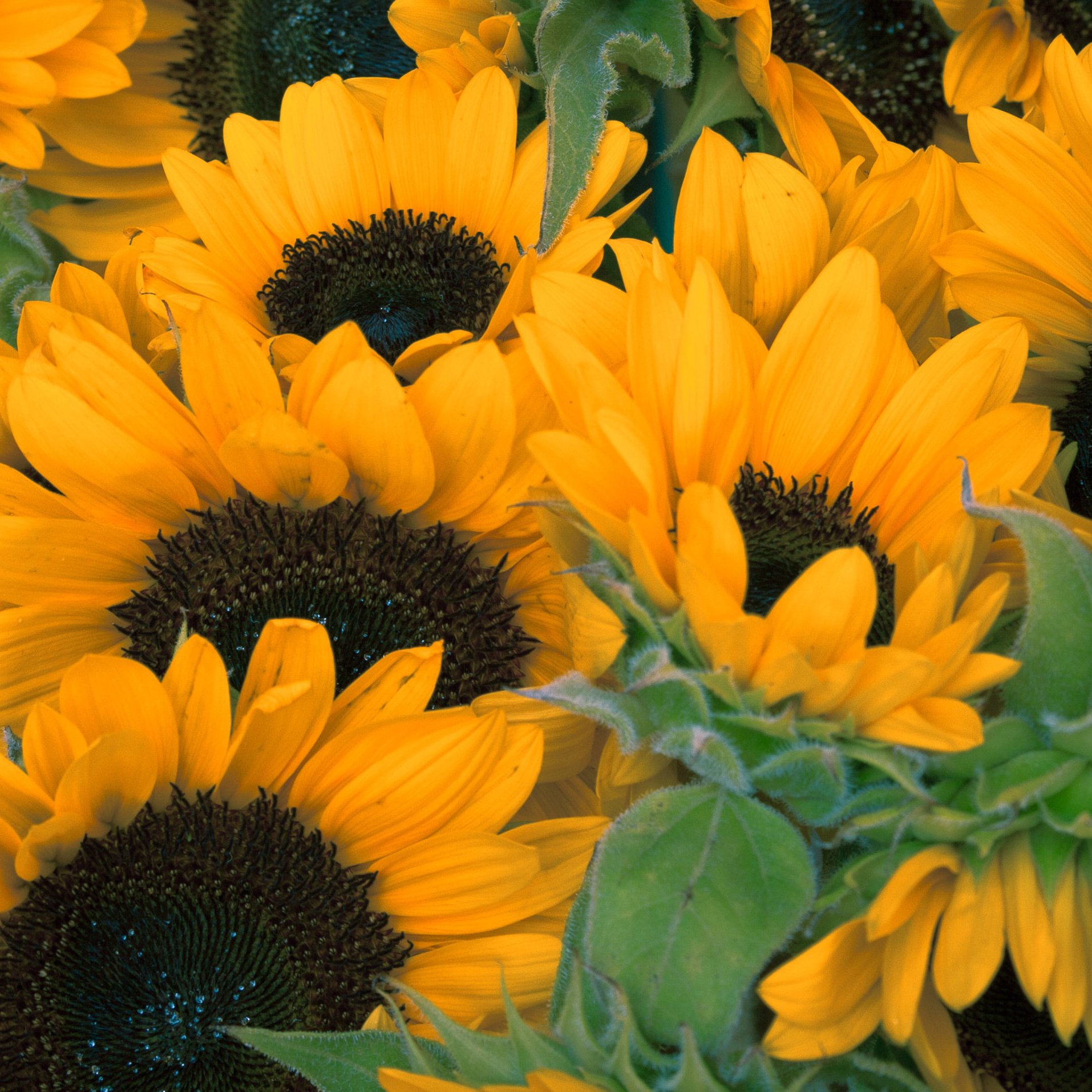 Sunflowers