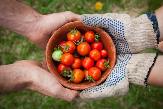 Person giving bowl of tomatoes