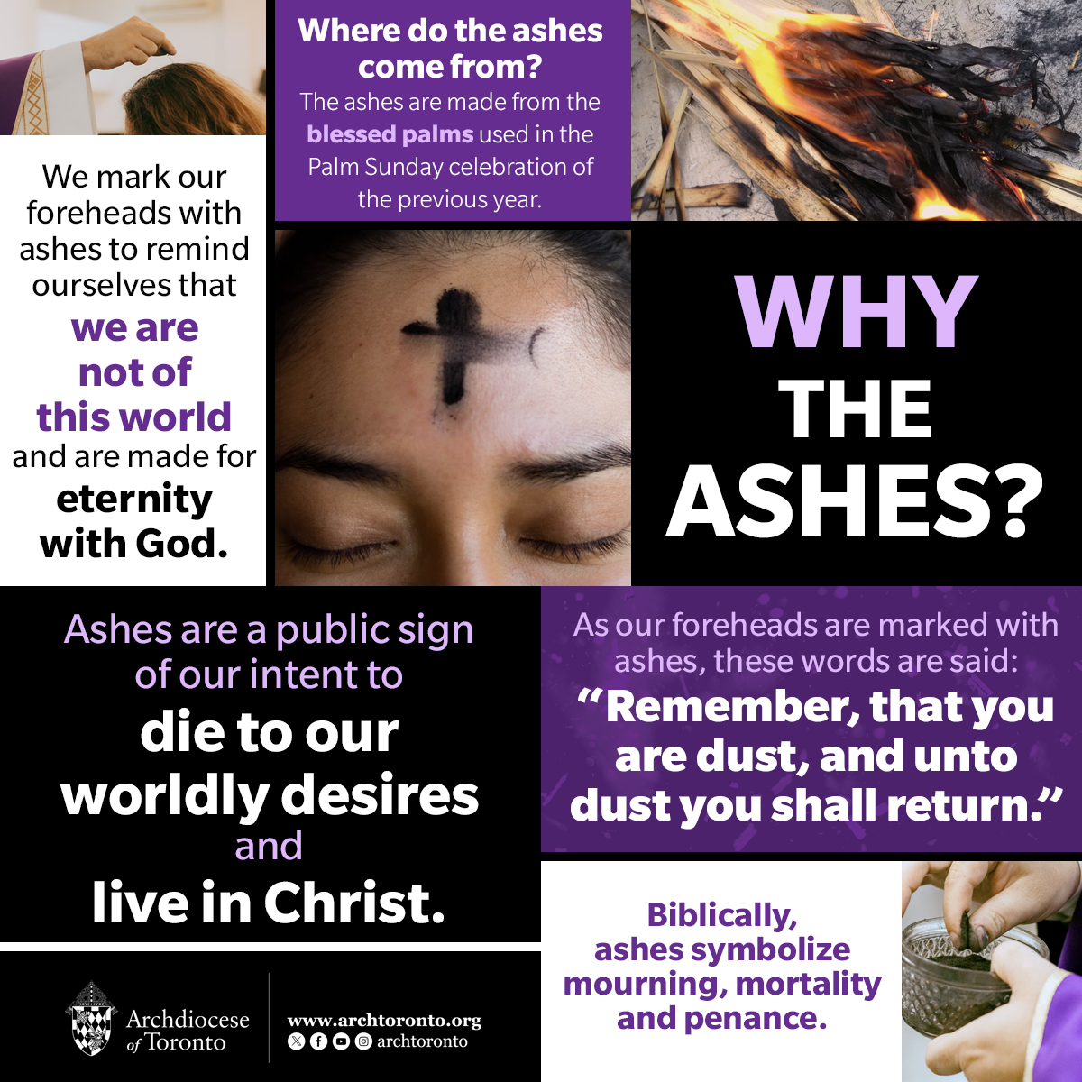 Why the Ashes? infographic