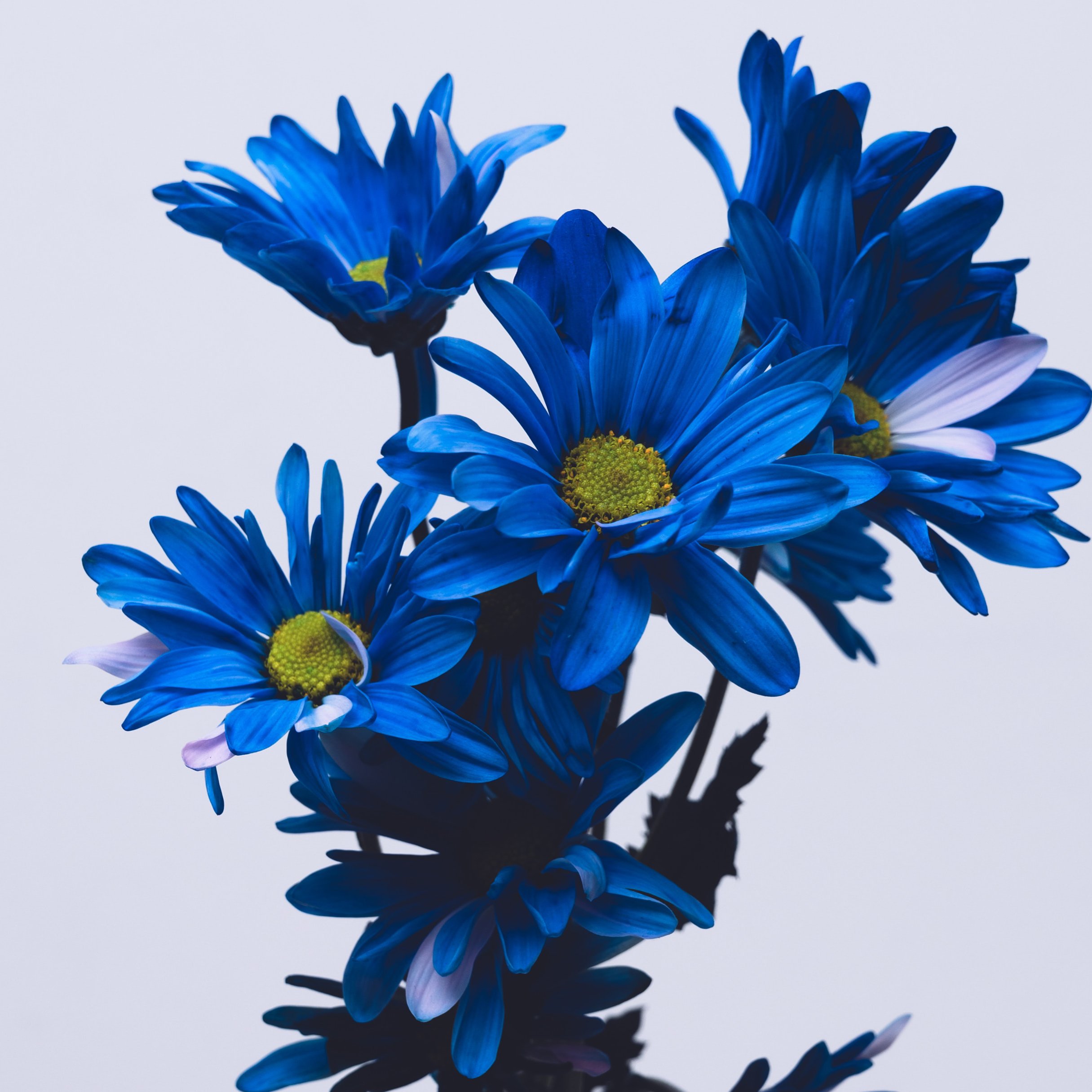 Blue Flowers