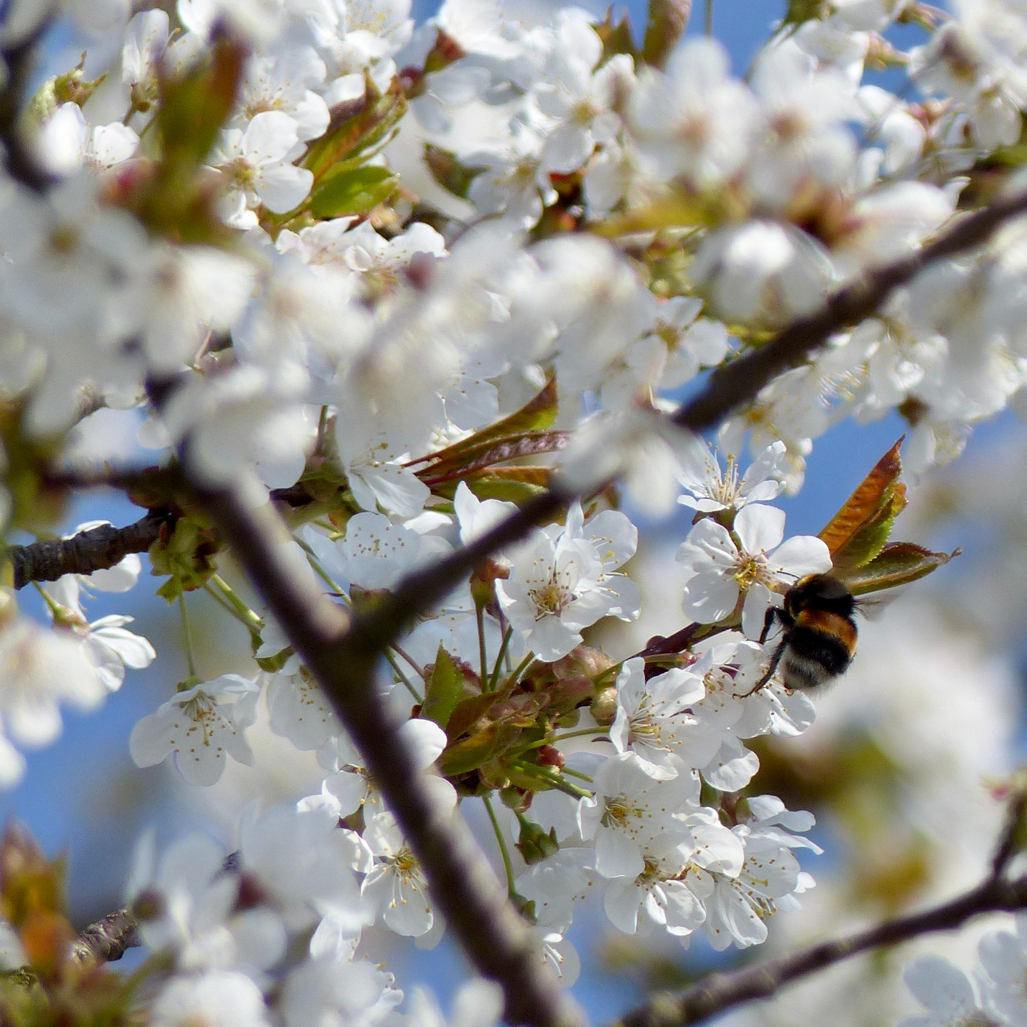 White Flowers