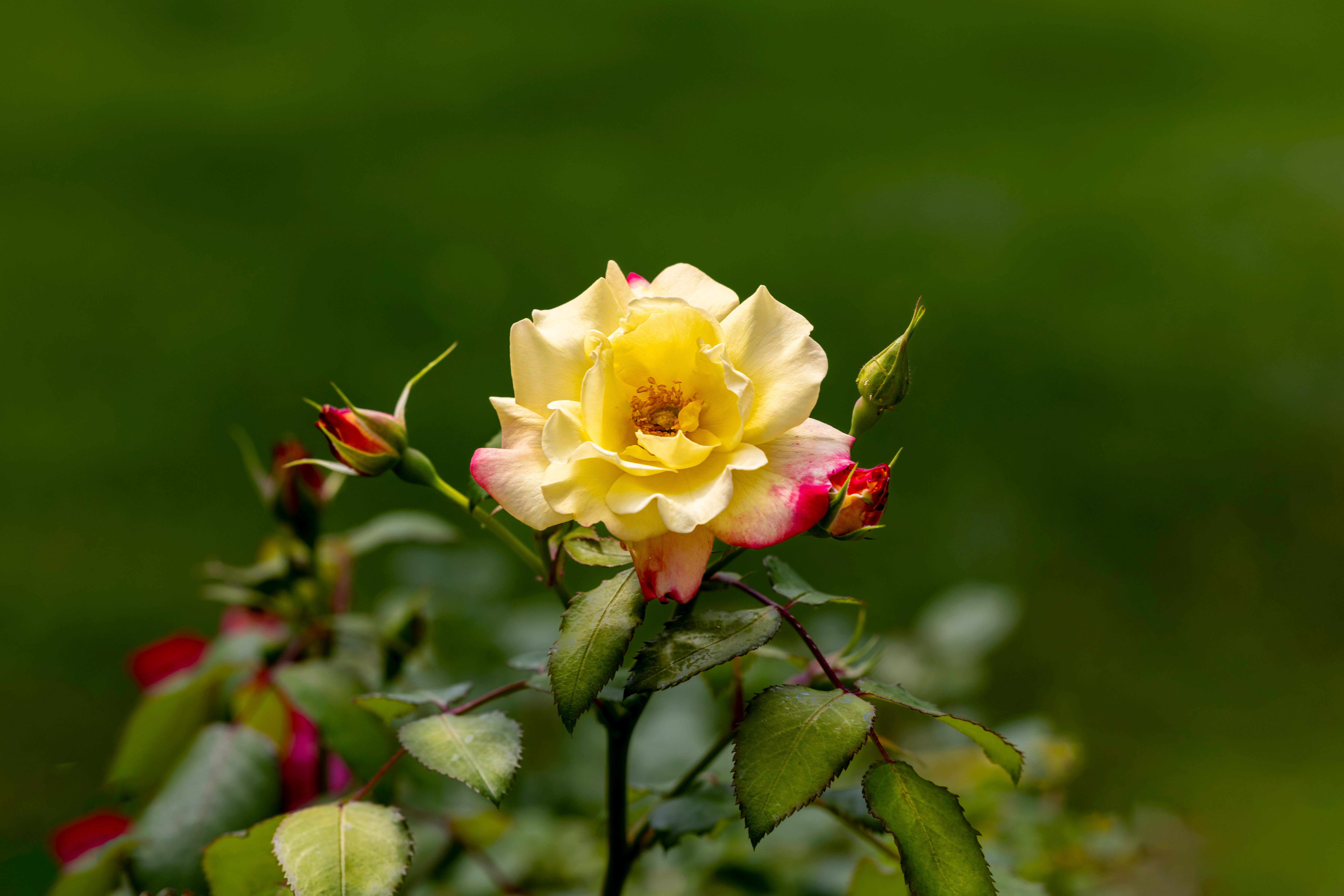 flower
