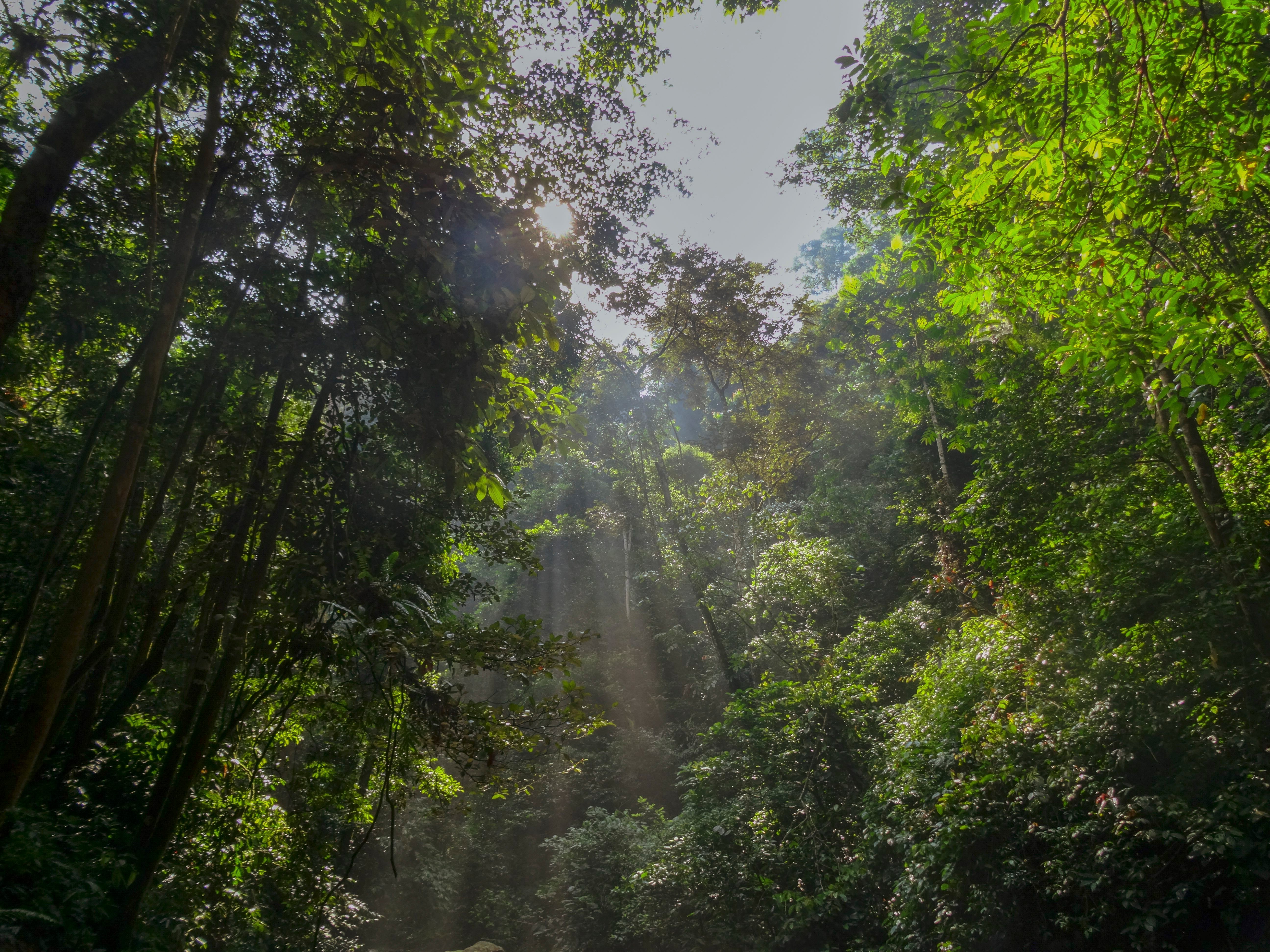 trees