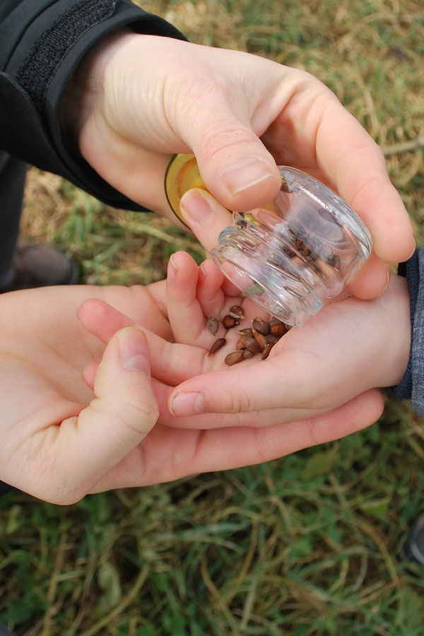 Seeds in hands