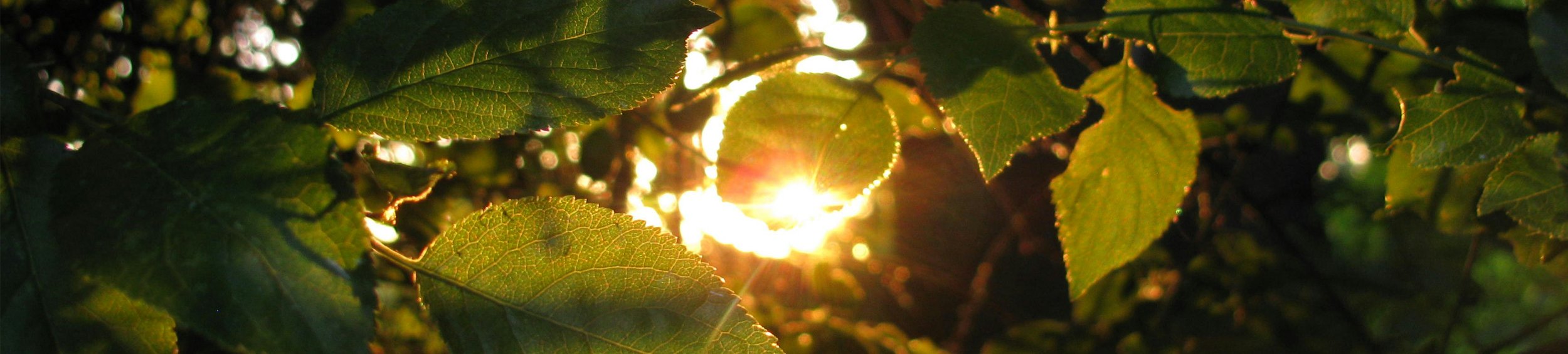 Sunlight through trees