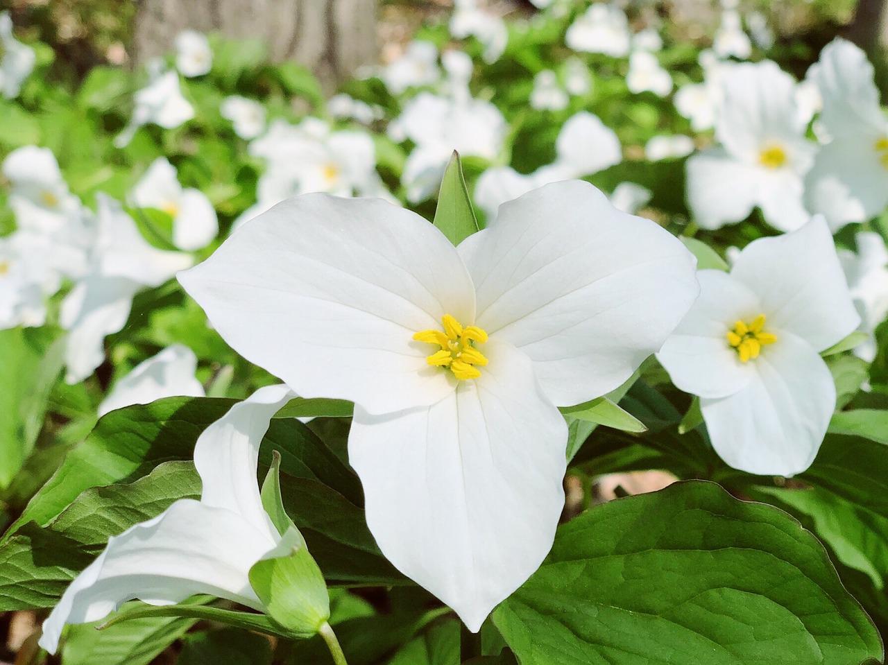 trilliums flowers in the wilderness