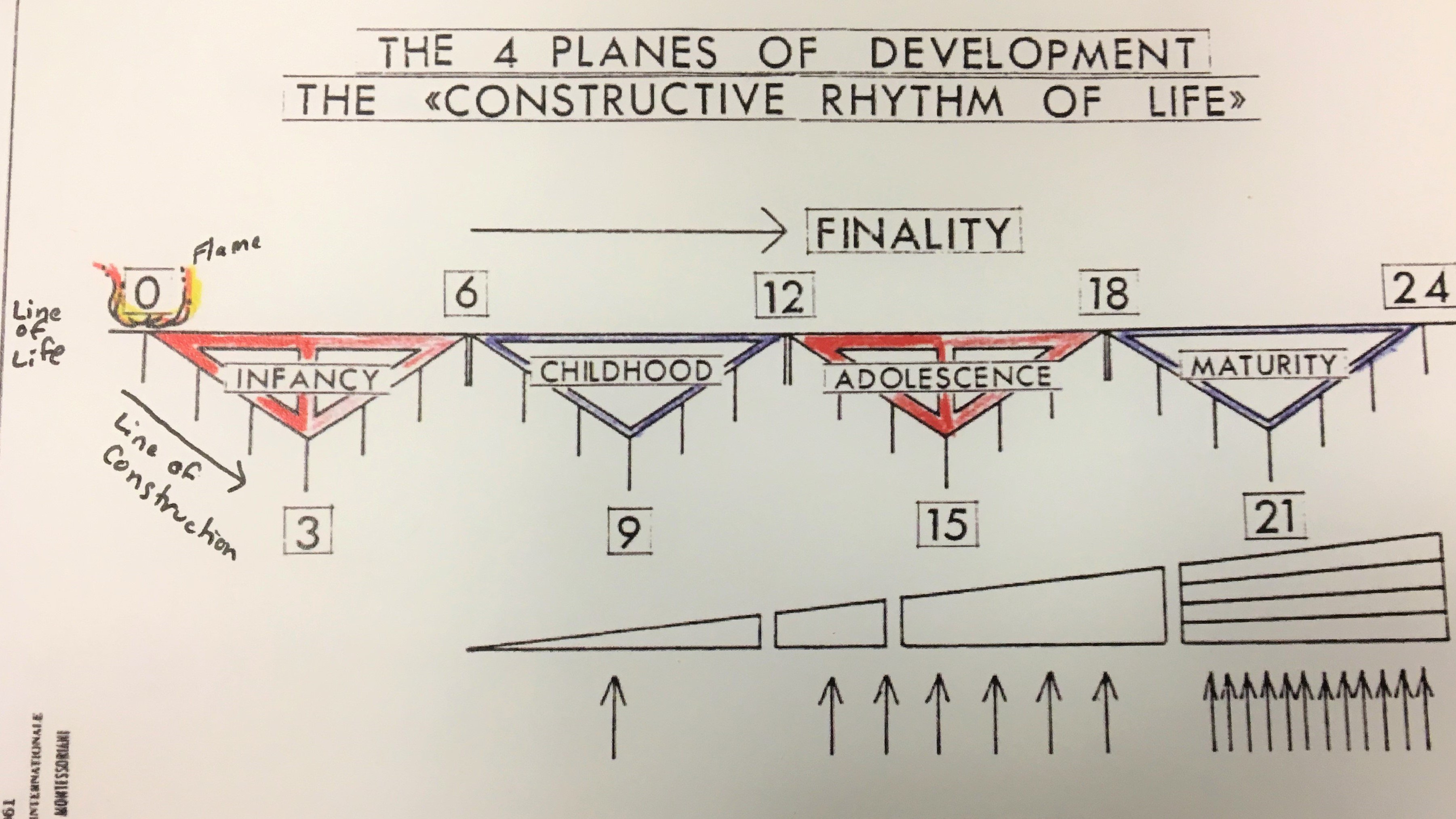 Montessori's 4 Planes of Development