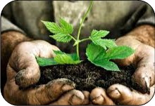 hands holding soil with a small plant growing