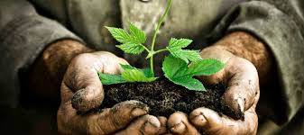 hands holding soil with small plant growing