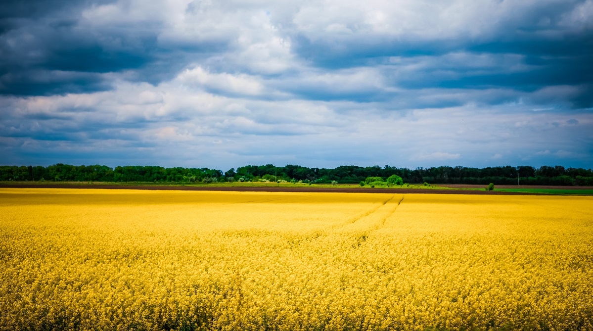 The Ukrainian countryside, a gold field and blue sky